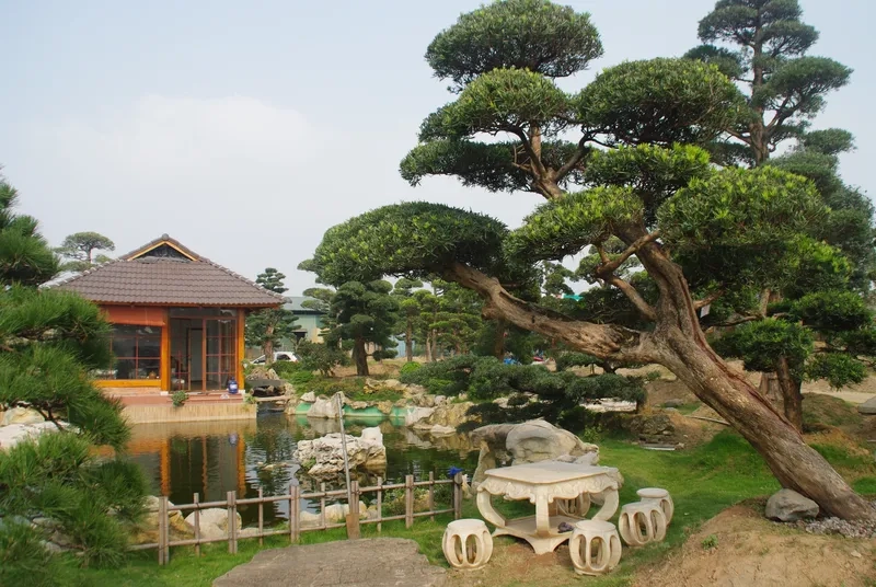 Nhận biết tùng la hán lá dài