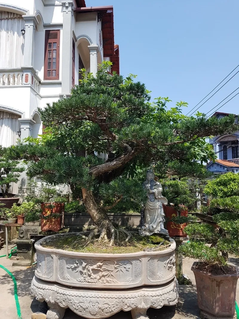 Hỏi mua tùng la hán ở đâu tốt