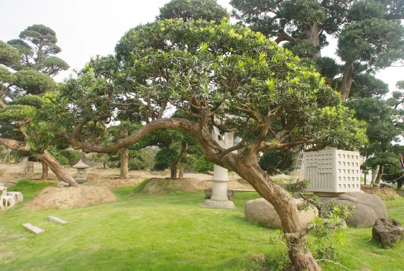 Học cách nhân giống tùng la hán