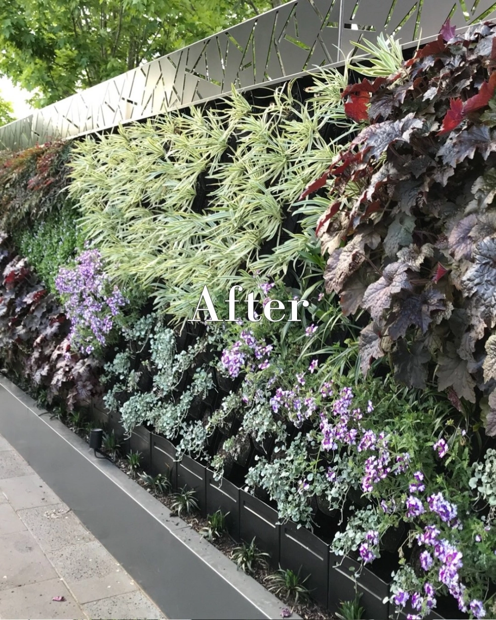 Cách làm tường cây xanh đơn giản tại nhà cho người mới bắt đầu