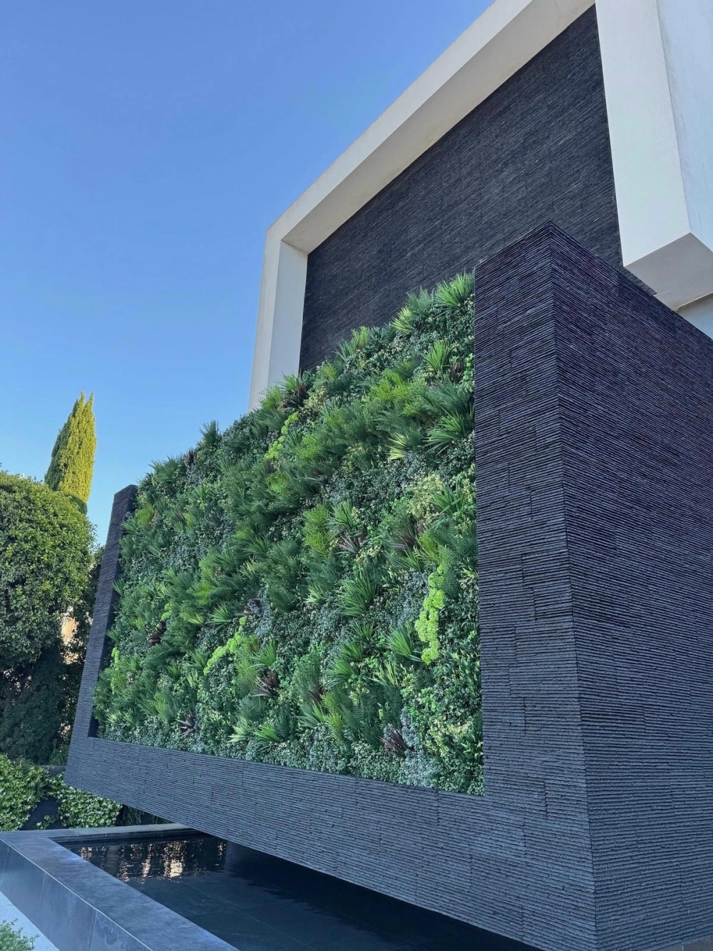 Các loại cây trồng tường đứng chịu bóng tốt nhất