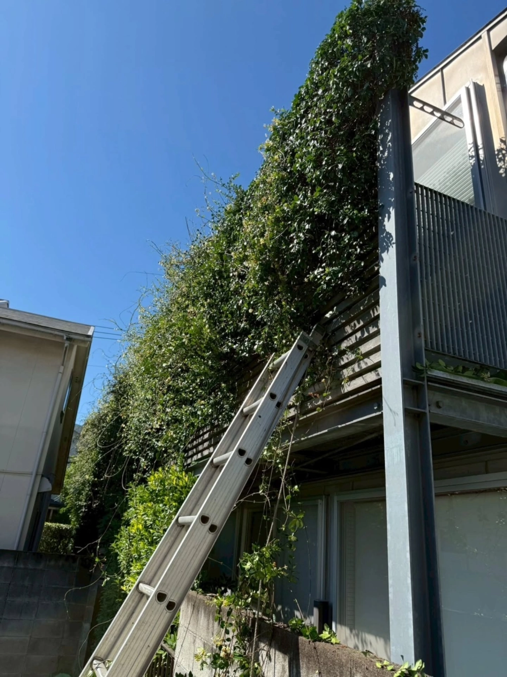 Bố trí tường cây xanh phong thủy rước tài lộc vào nhà