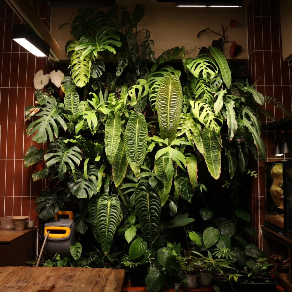 Lắp đặt hệ thống tưới tường cây xanh tự động thông minh