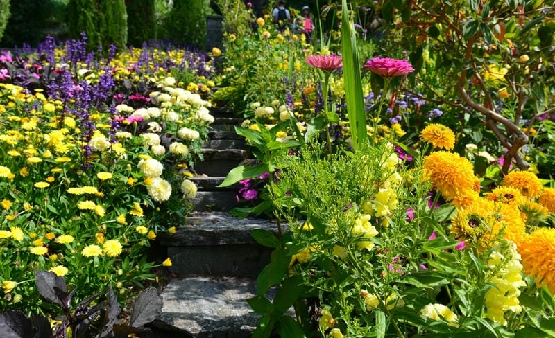 Ảnh vườn hoa tươi sáng đầy sức sống