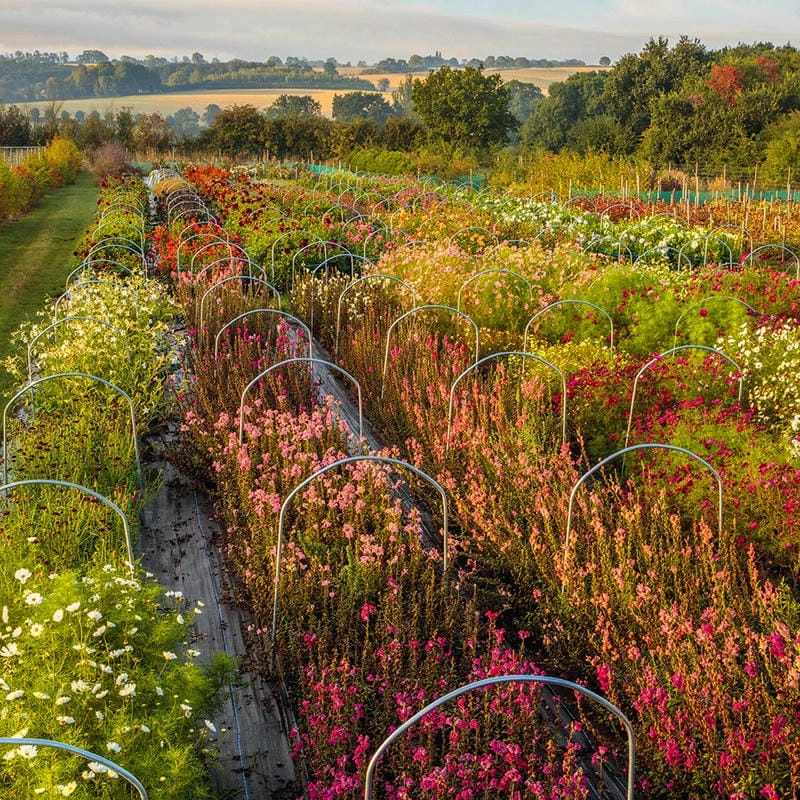 Khung cảnh vườn hoa yên bình và lãng mạn