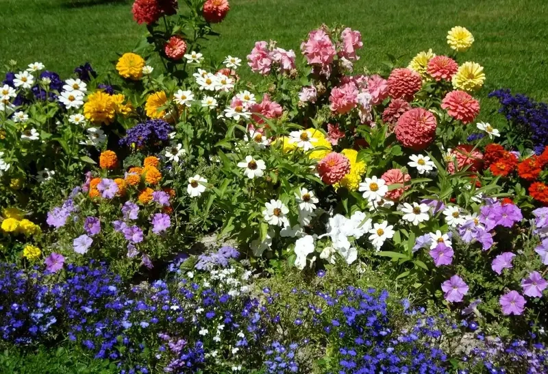 Background vườn hoa mang vẻ đẹp tự nhiên