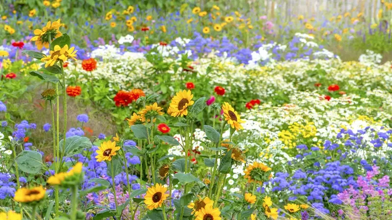 Vườn hoa đẹp lung linh dưới ánh nắng