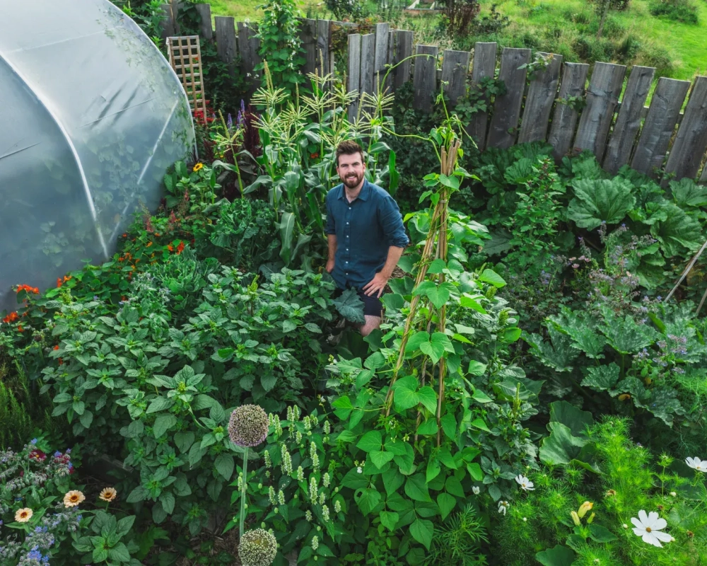 Mô hình vườn rau sạch tại nhà với hệ thống kệ trồng hiện đại