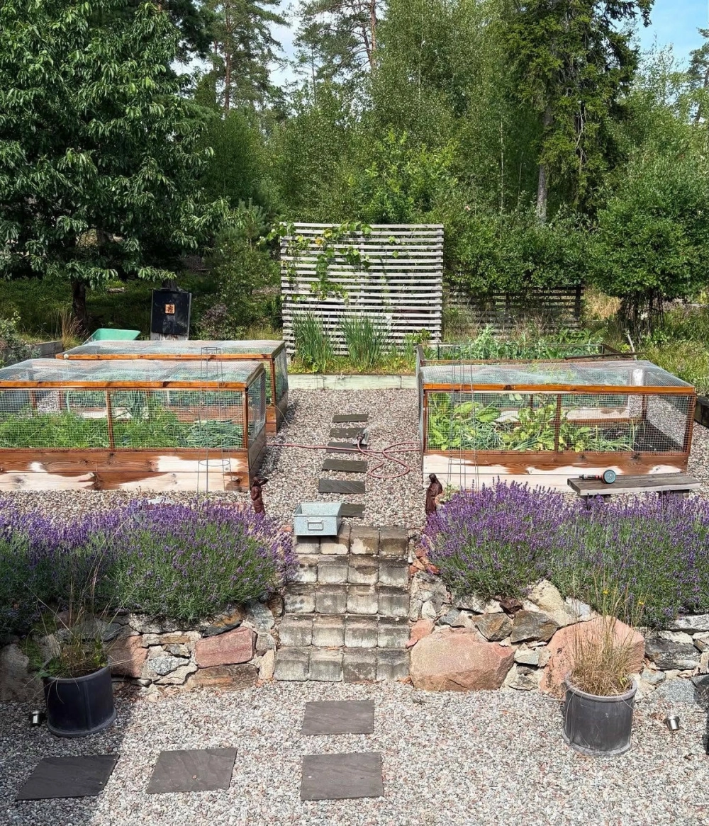 Thiết kế vườn rau sạch tại nhà đẹp với giàn leo chắc chắn