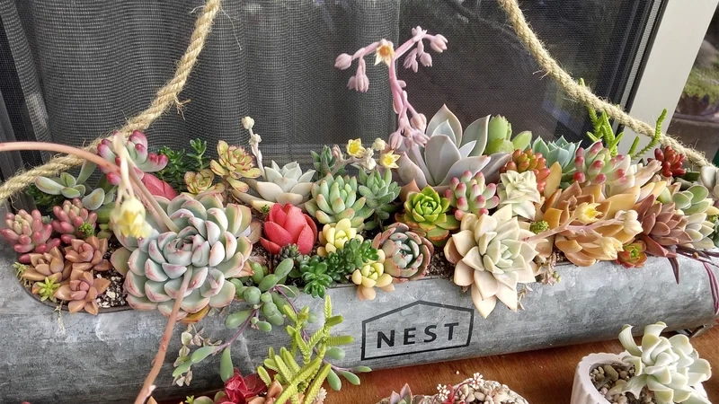 Ngắm vườn sen đá đẹp để cảm nhận thiên nhiên sống động