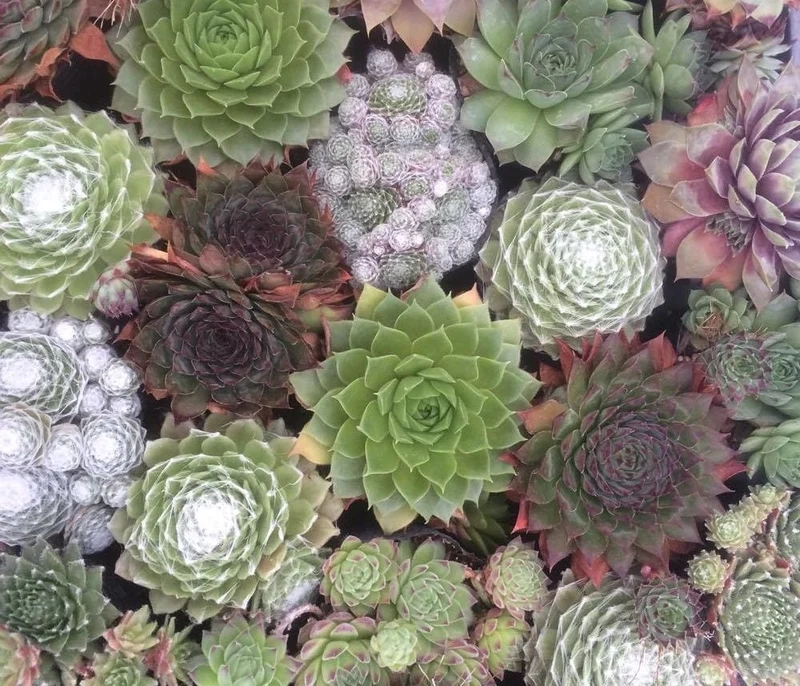 Trải nghiệm không gian xanh với vườn sen đá đà lạt