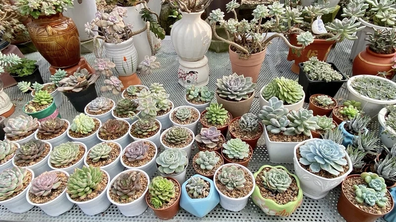 Biến không gian thành nghệ thuật nhờ vườn sen đá nghệ thuật