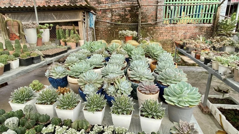 Sưu tầm độc đáo với vườn sen đá sưu tầm