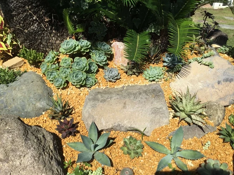 Chia sẻ khoảnh khắc xanh trên vườn sen đá instagram