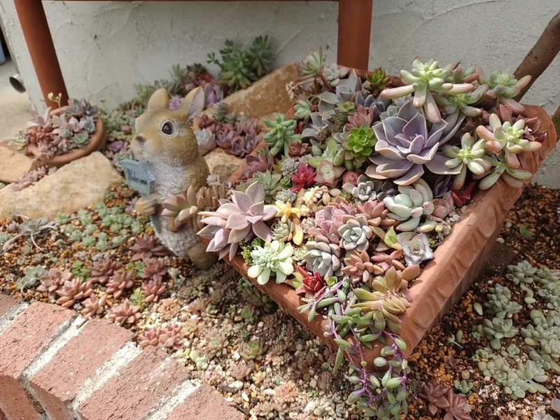 Trải nghiệm hình ảnh sống động từ vườn sen đá 4k