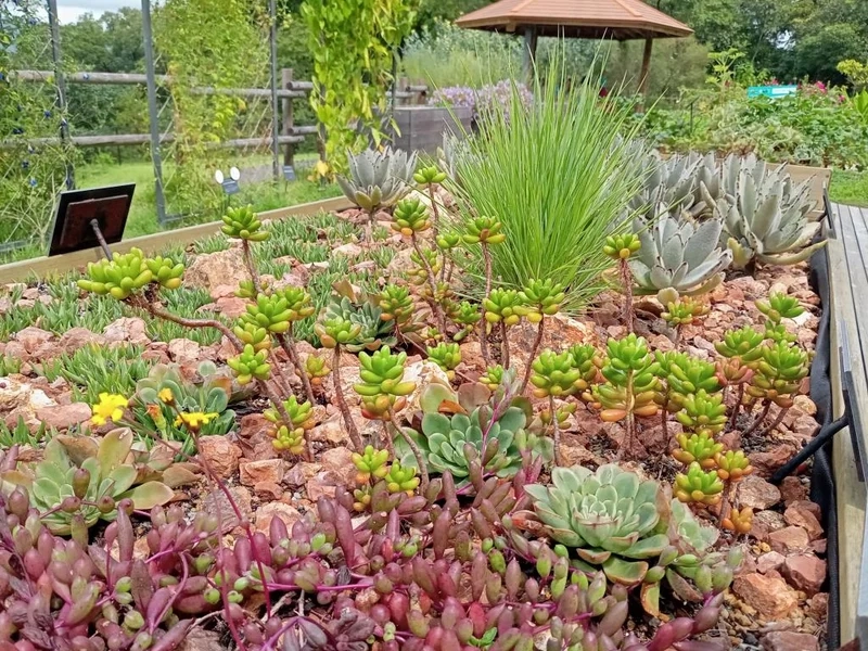 Thêm nét thủ công độc đáo với vườn sen đá handmade