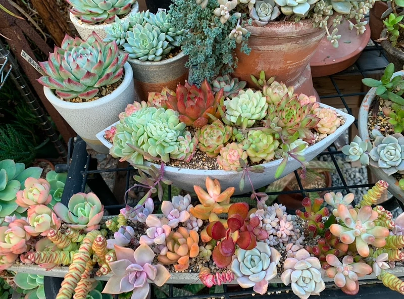 Mang may mắn vào nhà nhờ vườn sen đá phong thủy