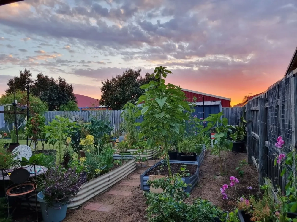 Vườn rau trên mái nhà ống xanh sạch và an toàn