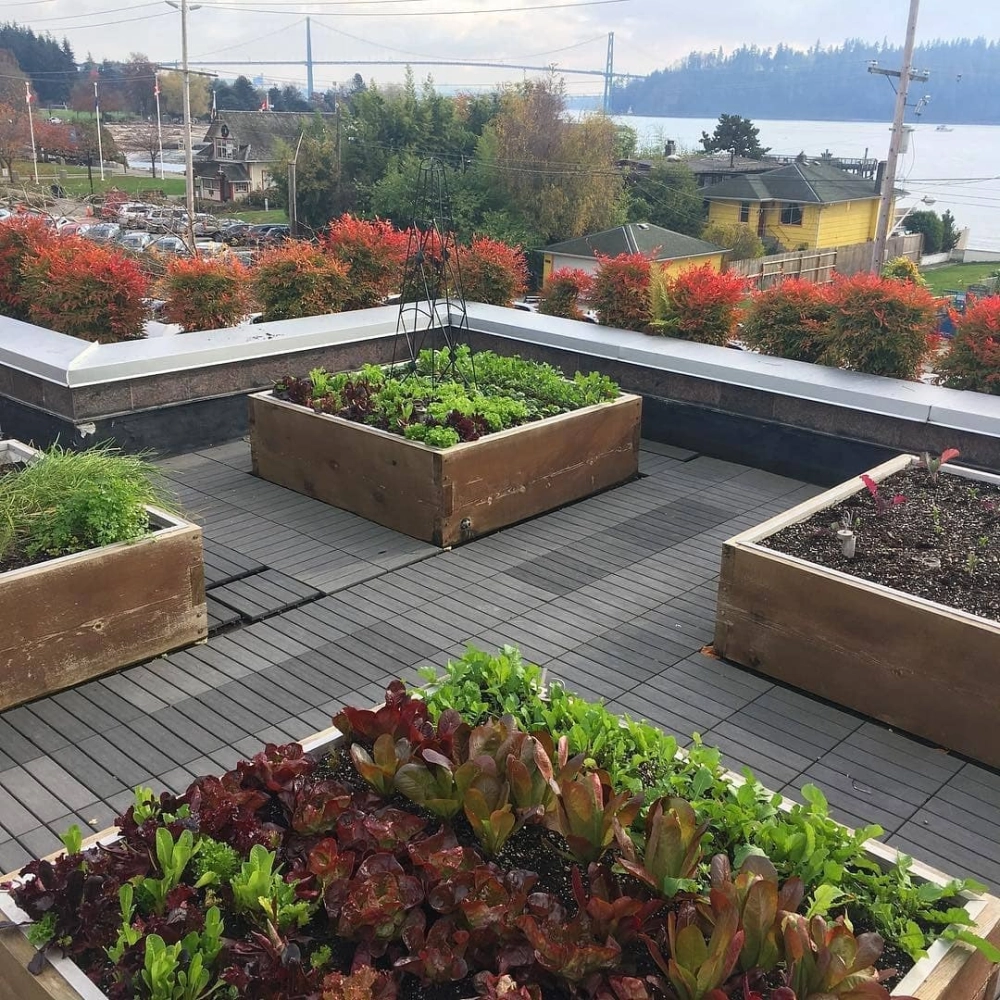 Những lợi ích của vườn trên mái đối với môi trường đô thị