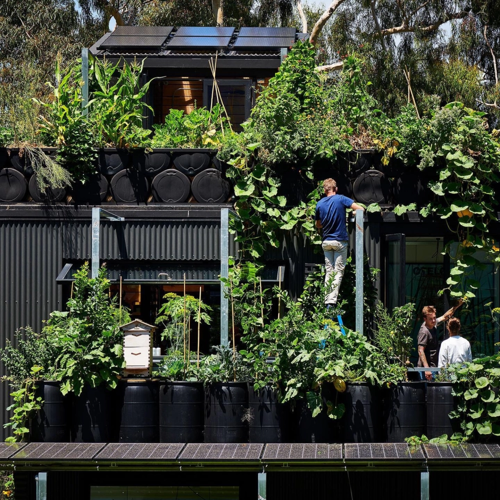 Các loại cây trồng vườn trên mái chịu nắng tốt dễ chăm sóc