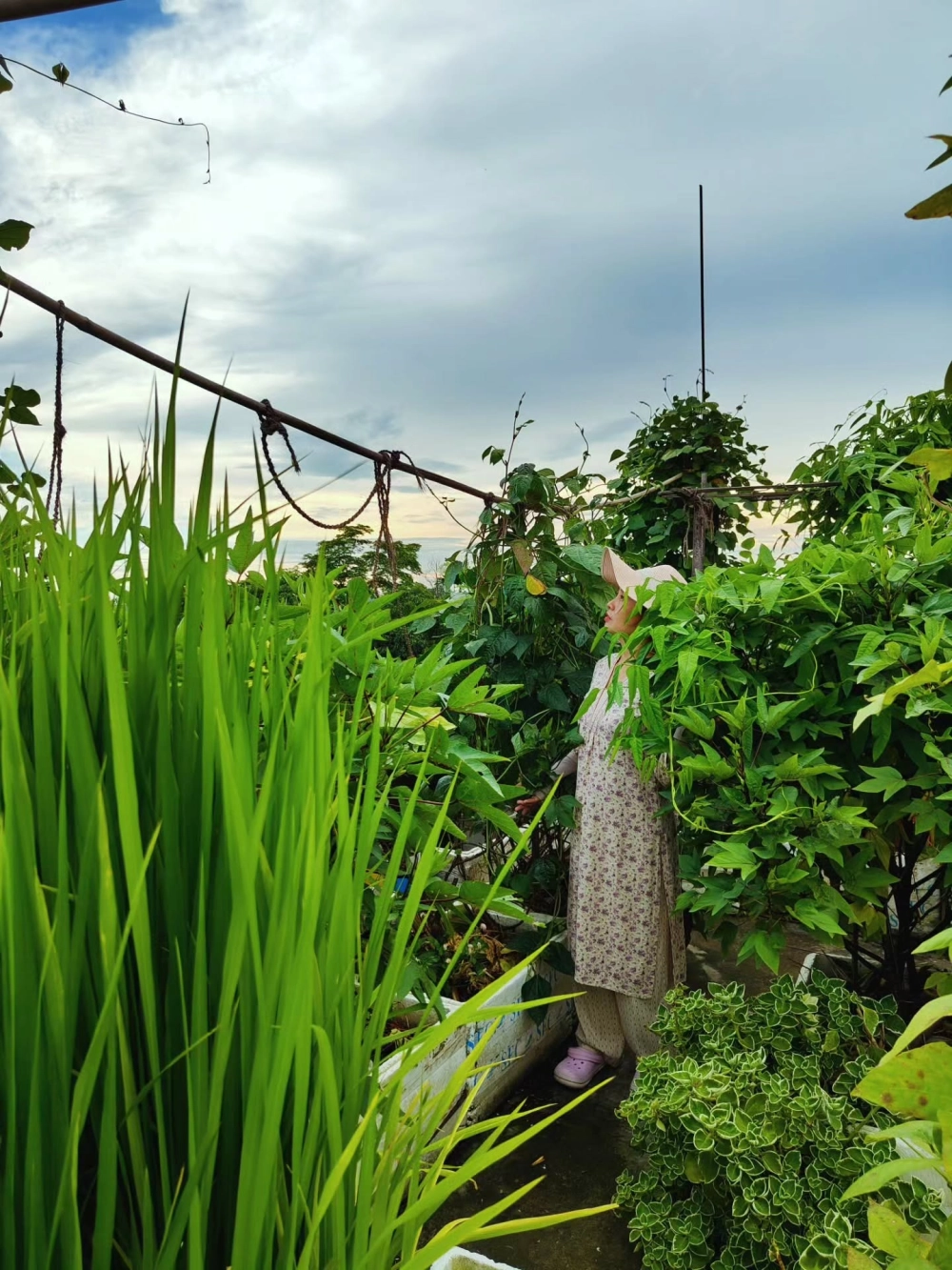 Mẫu thiết kế vườn trên mái nhà phố tối ưu diện tích hẹp