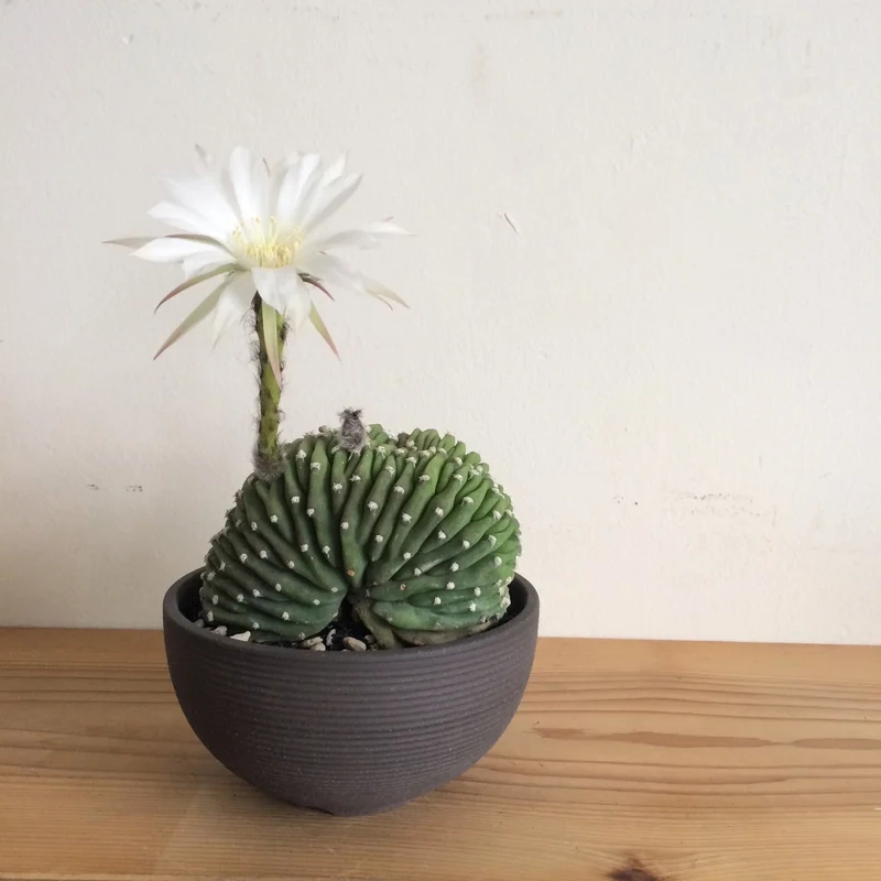 Ngắm xương rồng đẹp cho góc sống xanh