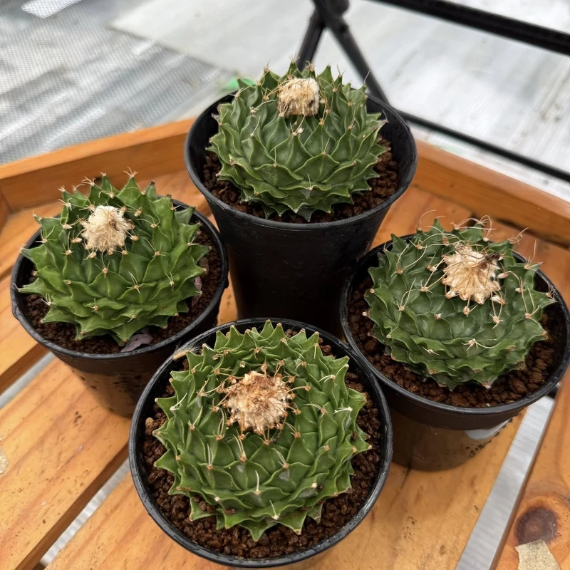 Tạo điểm nhấn với xương rồng trang trí