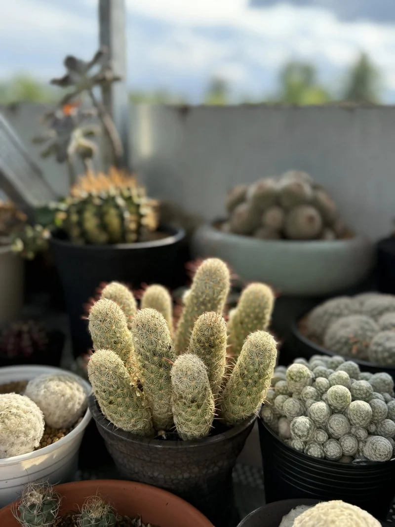 Nuôi xương rồng sống khỏe cực dễ chăm