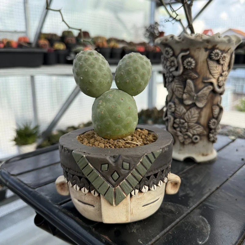 Trồng dễ dàng với xương rồng dễ trồng tại nhà