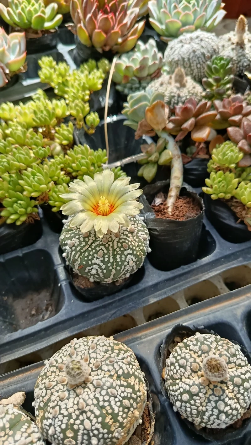 Xương rồng là gì và sức hút khiến ai cũng tò mò