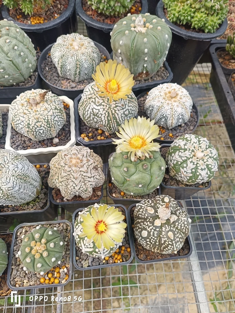 Ngắm xương rồng nhỏ cực xinh và dễ thương