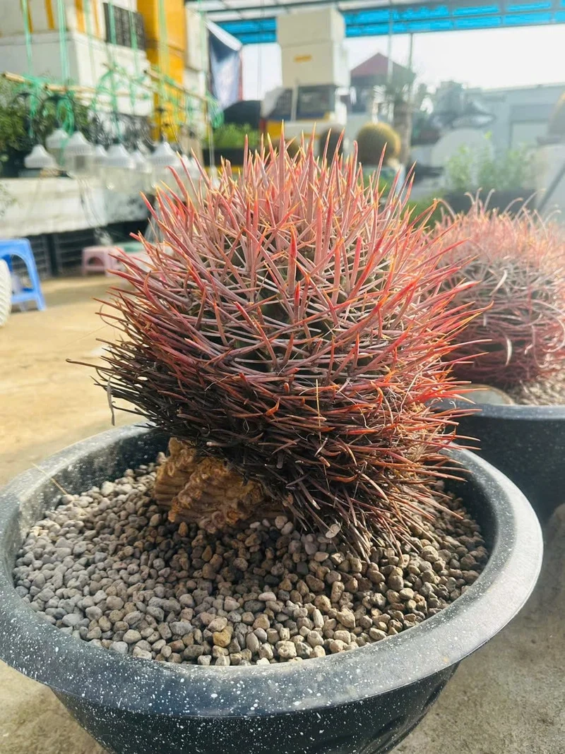 Sưu tầm xương rồng sưu tầm hiếm có