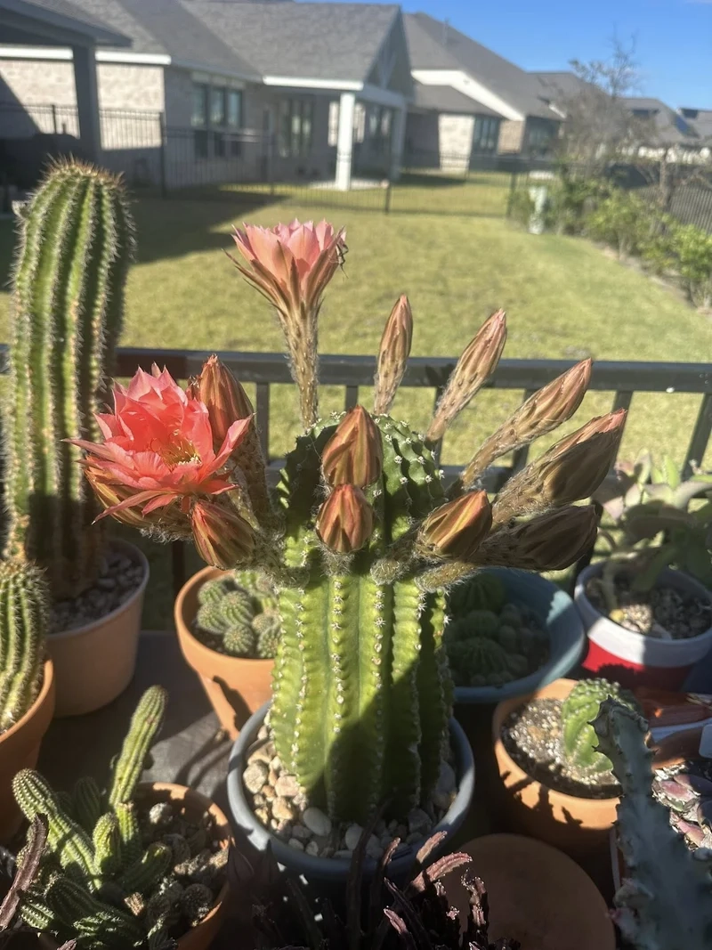 Chụp hình sống ảo với xương rồng chụp ảnh