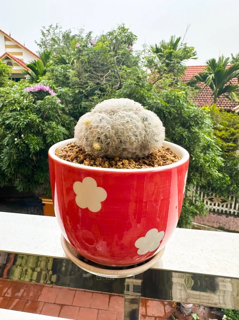 Lấy cảm hứng từ xương rồng pinterest cực đẹp