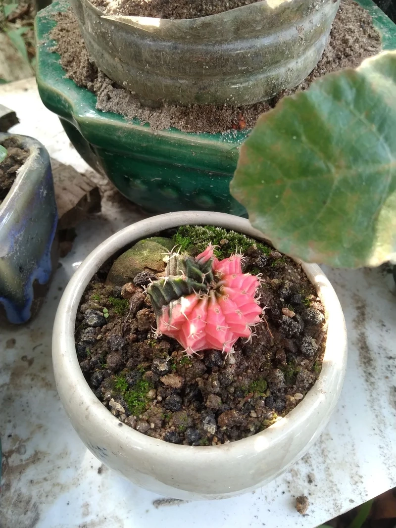 Chia sẻ hình xinh trên xương rồng instagram