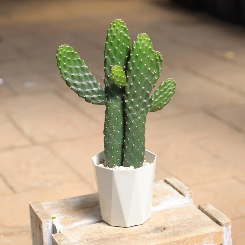 Ngắm chi tiết sắc nét với xương rồng hd