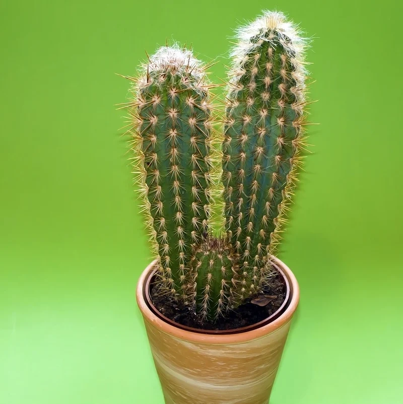 Hình ảnh sống động với xương rồng 4k cực nét