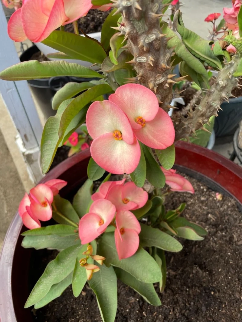 Sưu tầm ảnh xương rồng bát tiên cực xinh và độc đáo