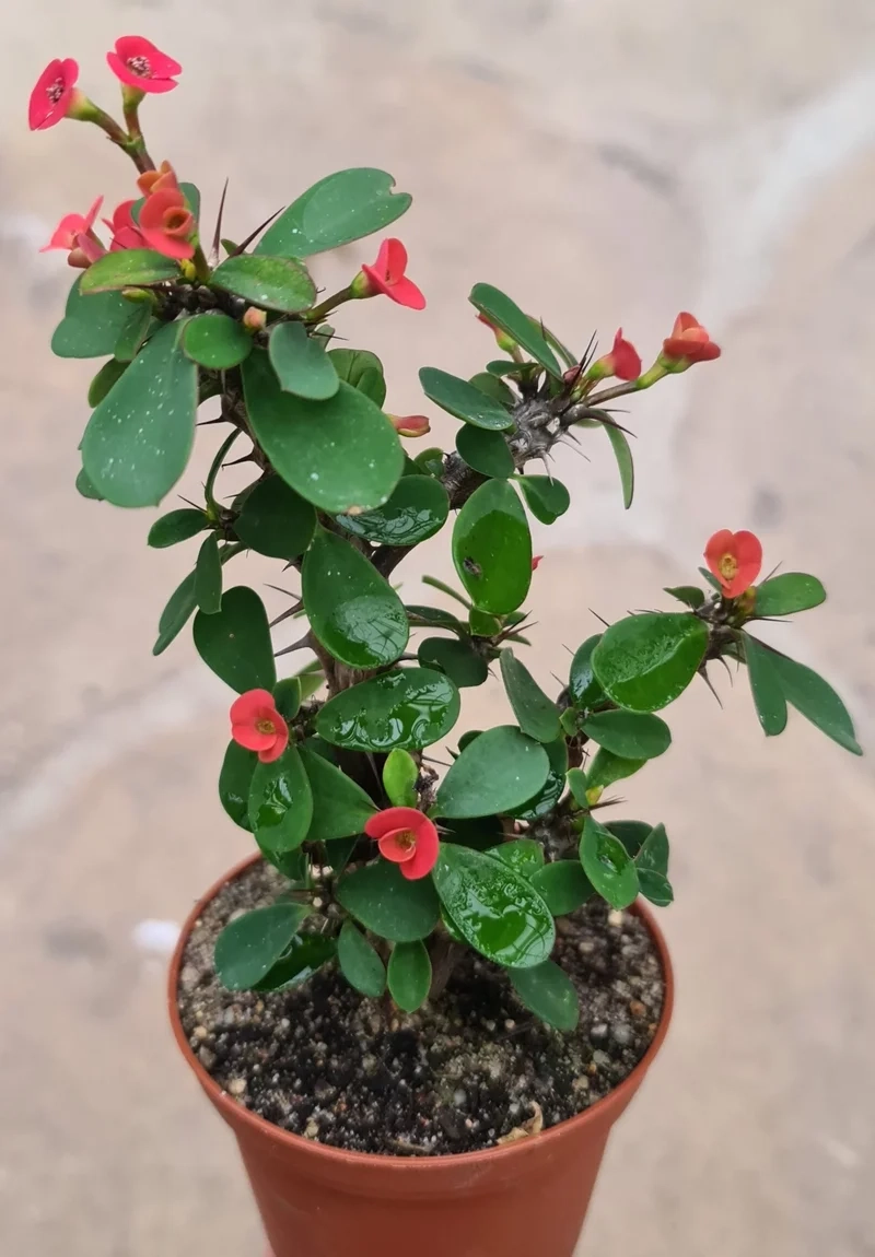 Thưởng hoa xương rồng bát tiên nở hoa tuyệt đẹp