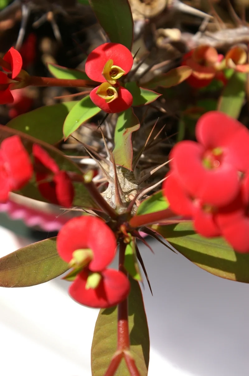 Trồng dễ dàng với xương rồng bát tiên dễ trồng