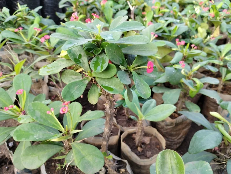 Ngắm sắc hoa của xương rồng bát tiên hoa đẹp