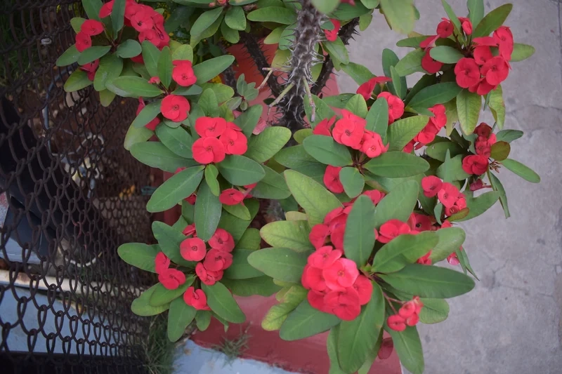 Khám phá xương rồng bát tiên mọng nước cực lạ