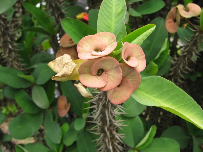 Chụp hình sống ảo với xương rồng bát tiên chụp ảnh