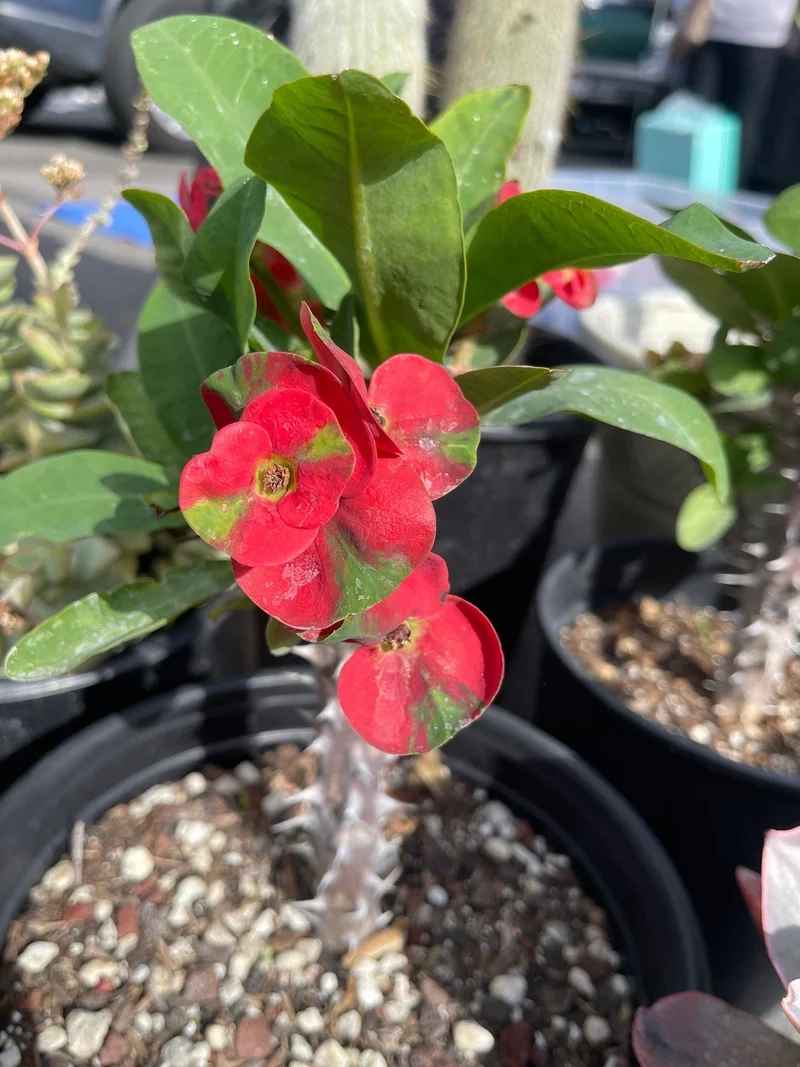 Lấy cảm hứng từ xương rồng bát tiên pinterest cực đẹp