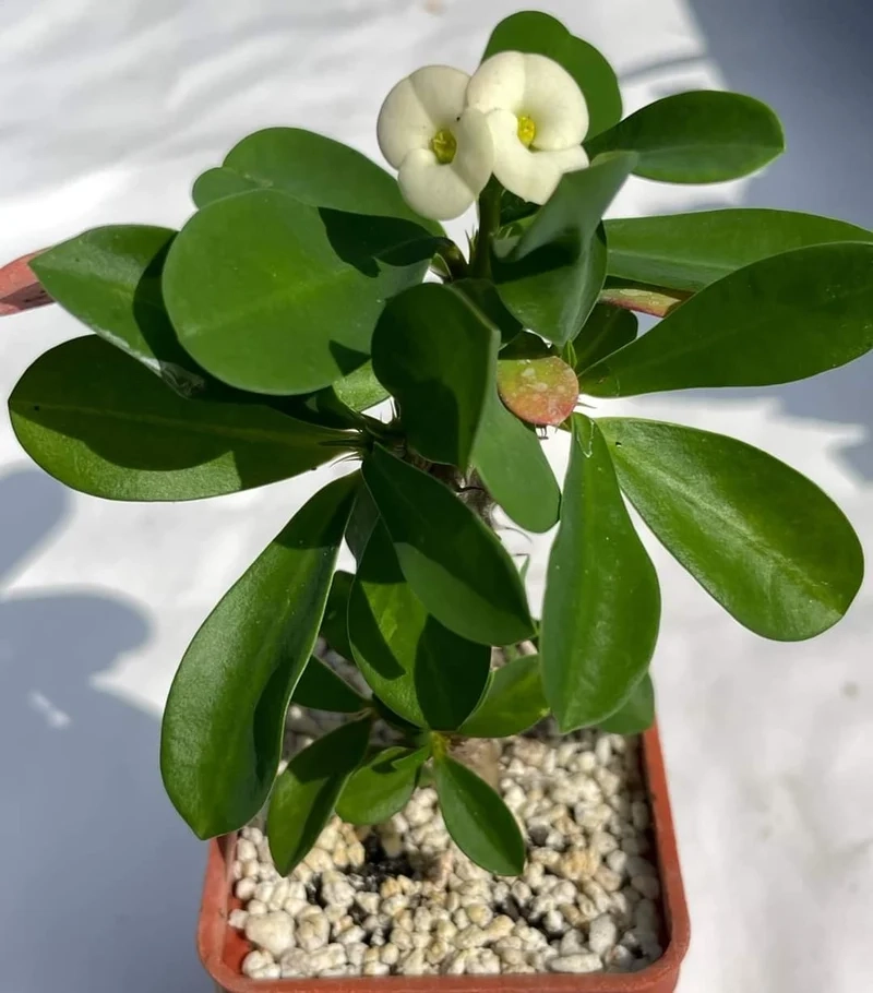 Chia sẻ hình xinh trên xương rồng bát tiên instagram