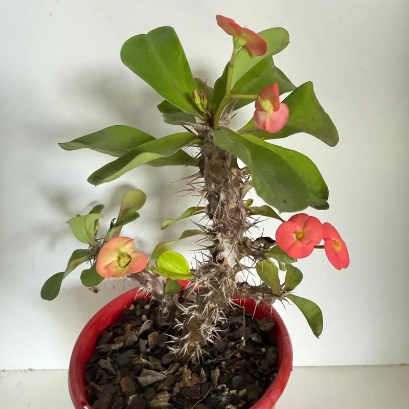 Trang trí góc xanh với xương rồng bát tiên decor