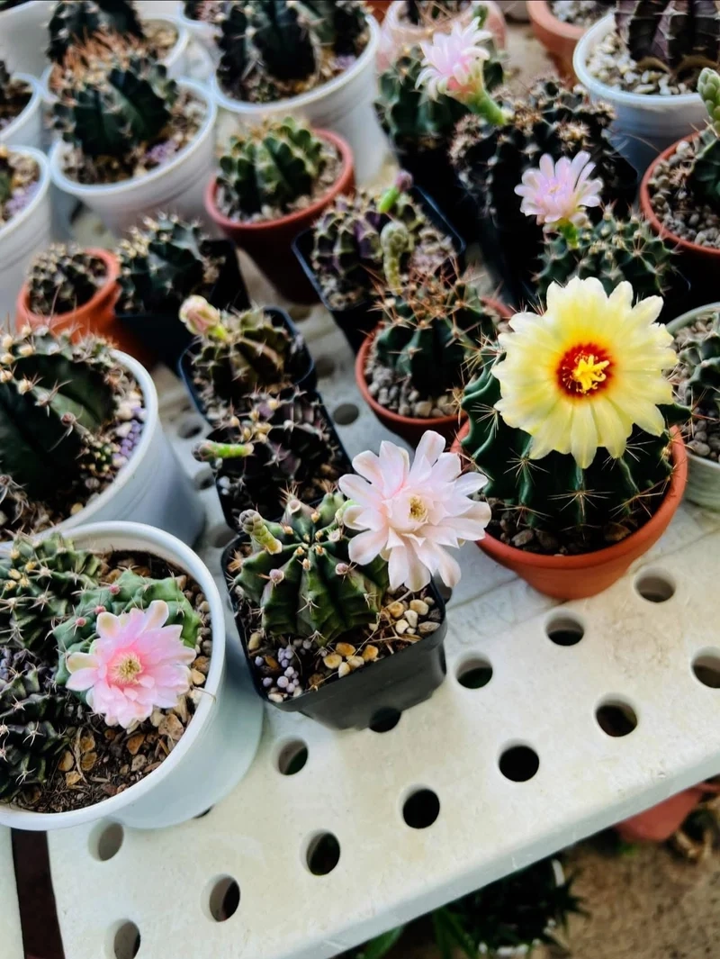 Ngắm xương rồng nở hoa đẹp rực rỡ mọi góc nhìn