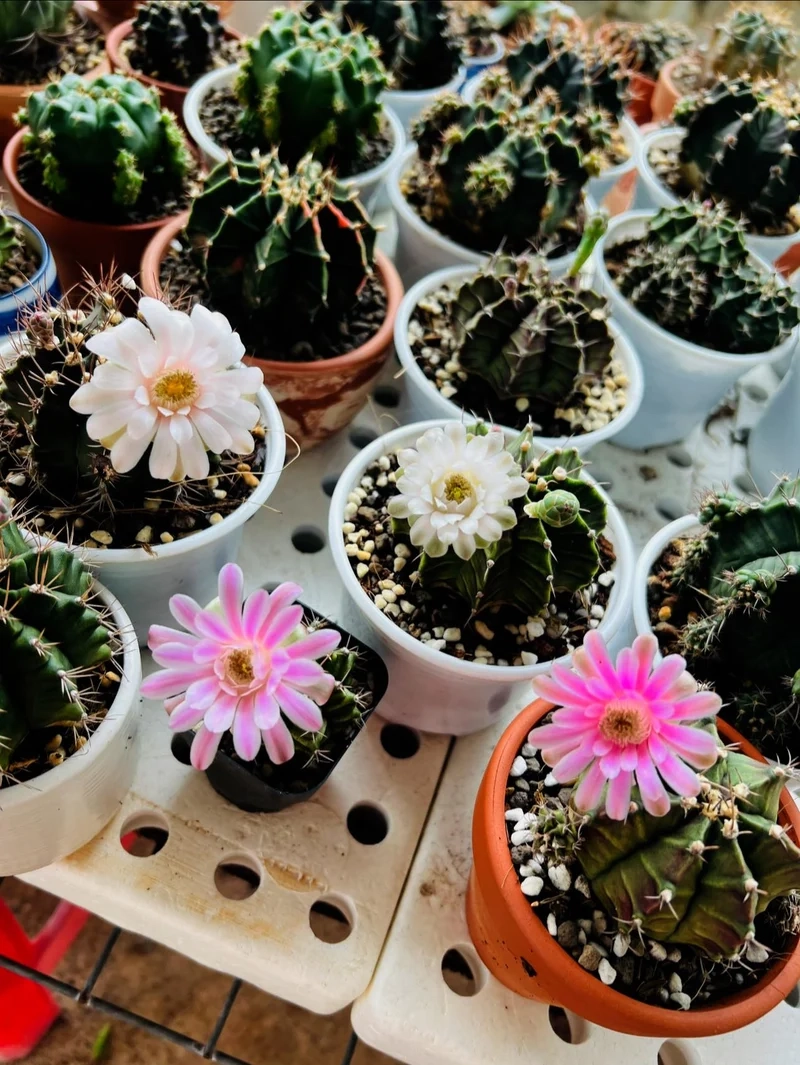 Thưởng thức ảnh xương rồng nở hoa sắc nét tuyệt vời