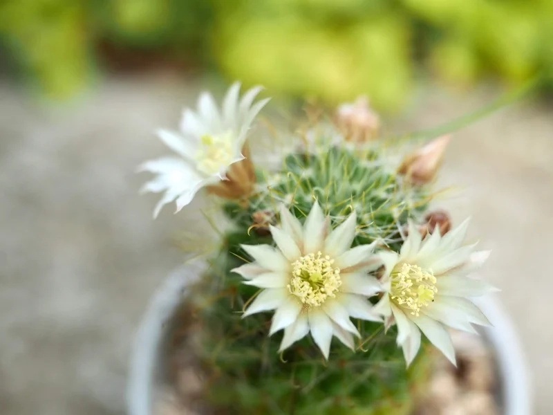 Khám phá xương rồng nở hoa hiếm độc đáo và đặc sắc