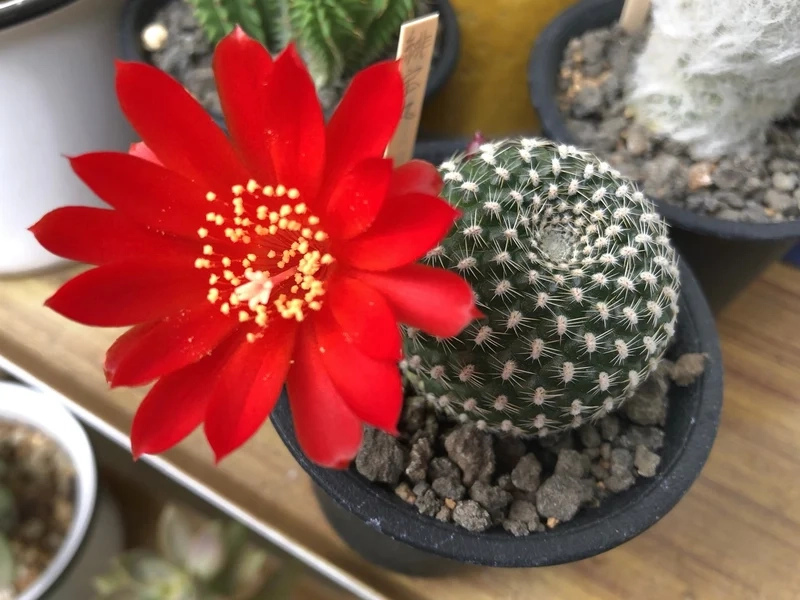 Vẻ tự nhiên tuyệt đẹp của xương rồng nở hoa tự nhiên